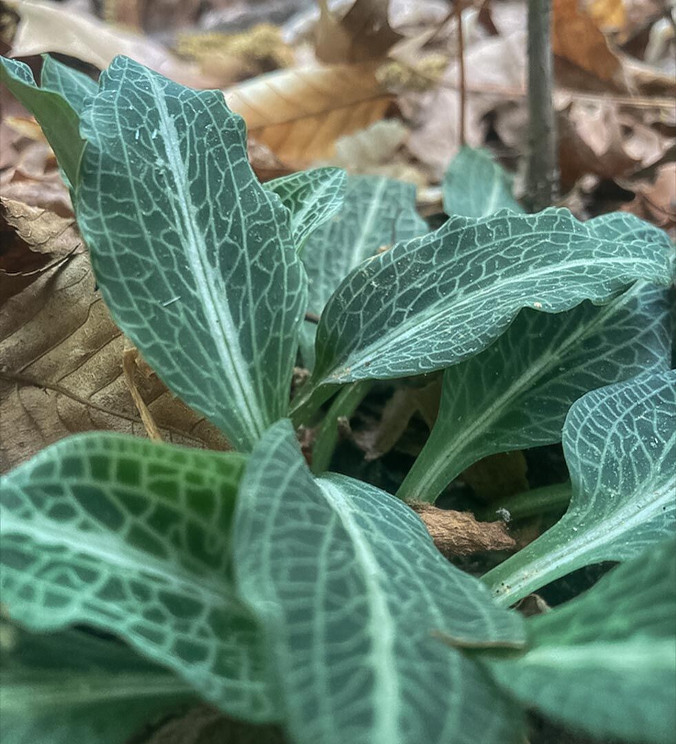 Orchids-Rattlesnake_Plantain-10-web.jpg
